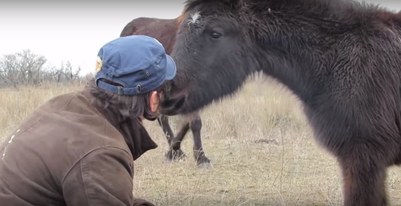 Man Saved A Wild Horse From The Iron Chain, And The Animal Thanked Him In The Most Incredible Way!