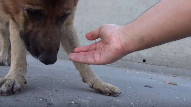 Kind Man Saved An Abandoned German Shepherd. The Dog’s Gratitude Tugged YouTubers At The Heartstrings!