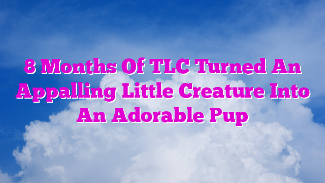 8 Months Of TLC Turned An Appalling Little Creature Into An Adorable Pup
