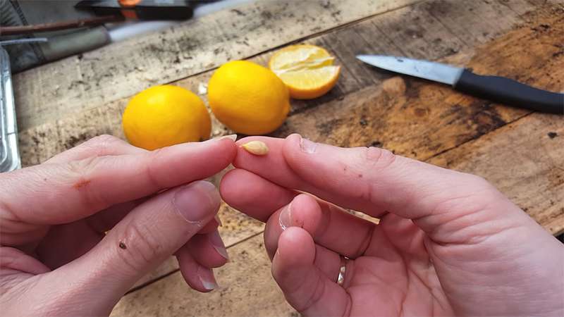 Give Your Home A Fresh Touch: You Can Grow A Lemon Tree With Only One Seed!