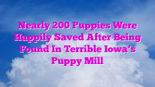 Nearly 200 Puppies Were Happily Saved After Being Found In Terrible Iowa’s Puppy Mill