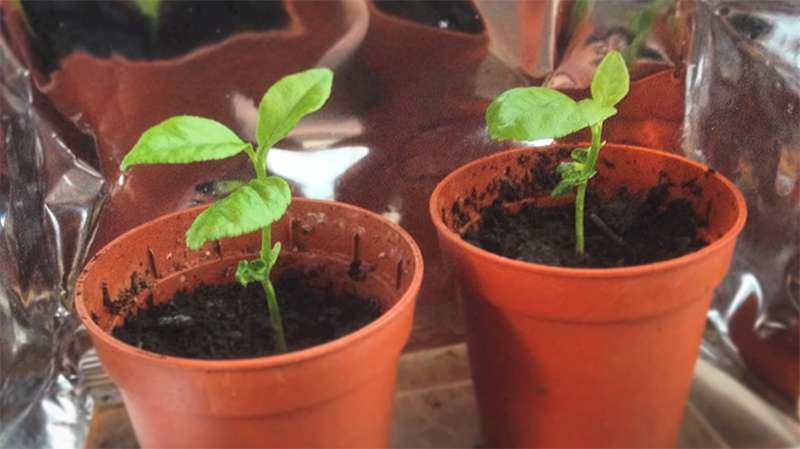 Give Your Home A Fresh Touch: You Can Grow A Lemon Tree With Only One Seed!лимон из косточки